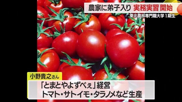 坂本さんの実習先・とまとやよずべぇは味の濃いトマトやサトイモなどを生産