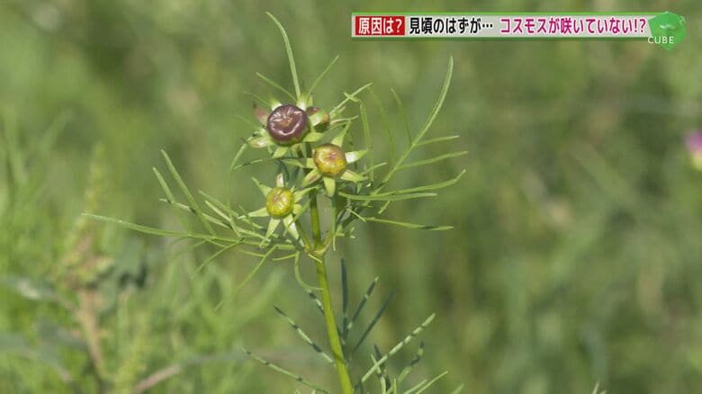 見頃のはずのコスモスが…咲いていない！？　開花が遅れる“秋の花”　原因はやはり夏の…【福岡発】｜FNNプライムオンライン