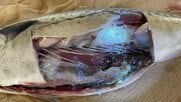サバを開くと「アニサキス200匹以上」全国的に食中毒増加 酢でしめても、よく噛んでも死滅しない…予防法を聞いた